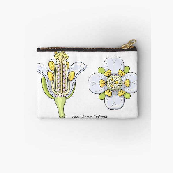 Item preview, Arabidopsis thaliana Flower Illustration designed and sold by taylorcustom.