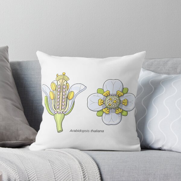 Item preview, Arabidopsis thaliana Flower Illustration designed and sold by taylorcustom.