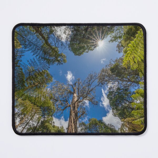 Item preview, Skyward Forest Canopy Light designed and sold by Penny Chadwick Photography.