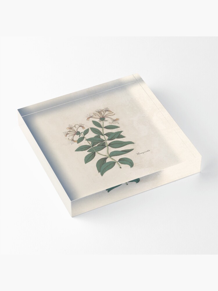Alternate view of Fragrant Honeysuckle Acrylic Block