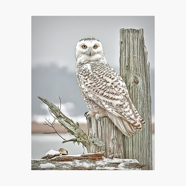 Item preview, Snowy on the lookout. designed and sold by Brian Tarr.