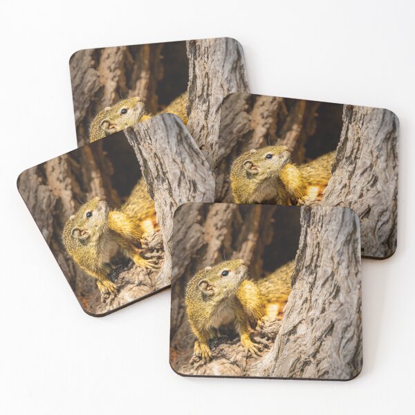 Item preview, Tree Squirrel in Tree Hollow - African Small Mammal Portrait Photography, Kruger National Park designed and sold by Johnathan Robinson Photography.