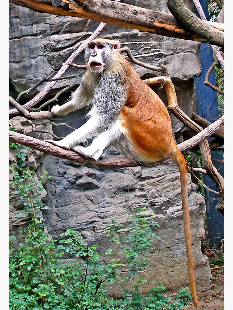 Thumbnail 2 of 2, Greeting Card, Patas Monkey designed and sold by MaluC.