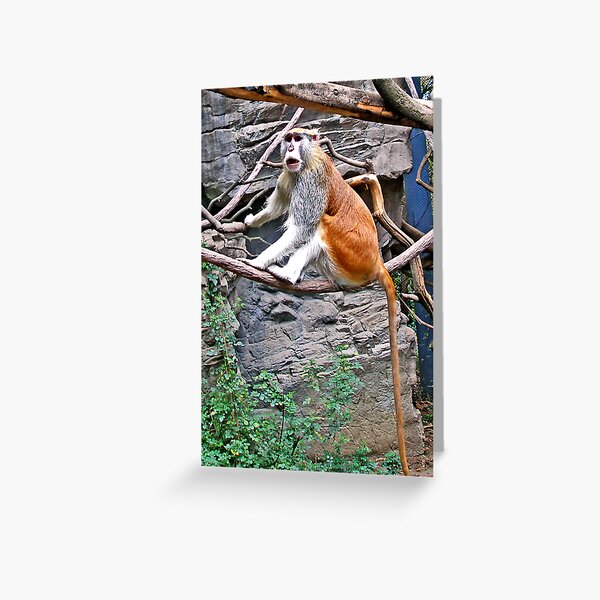 Patas Monkey Greeting Card