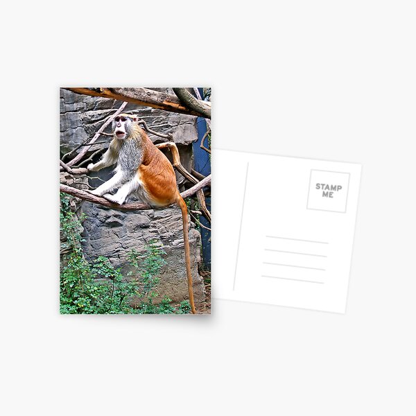Patas Monkey Postcard