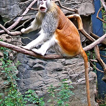 Artwork thumbnail, Patas Monkey by MaluC