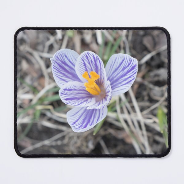 Item preview, Purple Stripes Crocus Bloom designed and sold by Georgia Mizuleva.