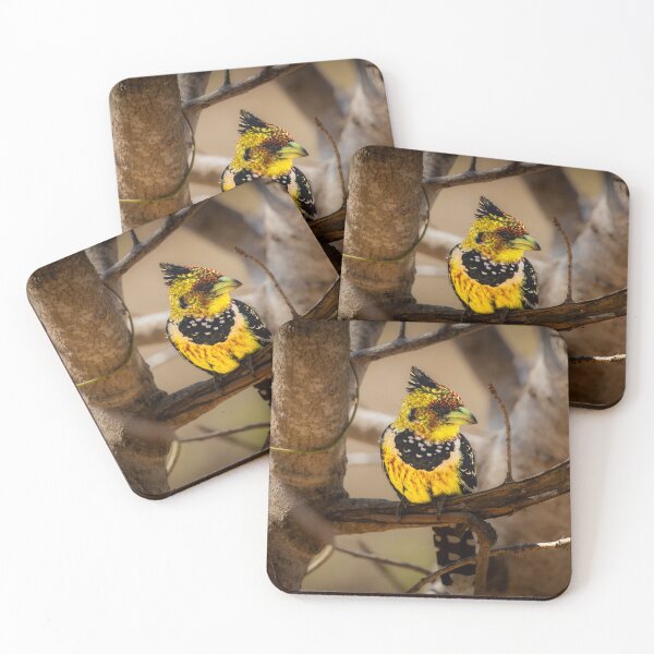 Item preview, Crested Barbet - Most Colourful African Bird Portrait Photography, Kruger National Park designed and sold by Johnathan Robinson Photography.