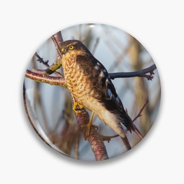 Item preview, Eurasian Sparrowhawk designed and sold by UKMatt2000.