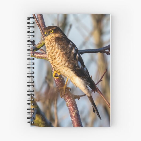 Item preview, Eurasian Sparrowhawk designed and sold by UKMatt2000.