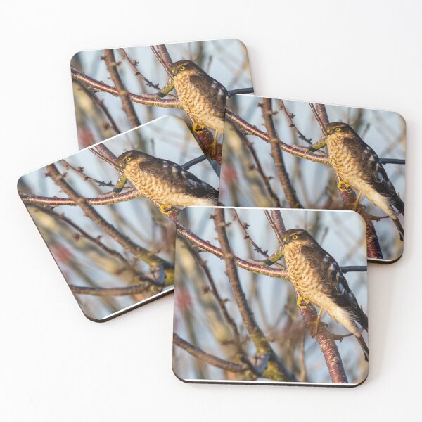 Item preview, Eurasian Sparrowhawk designed and sold by UKMatt2000.