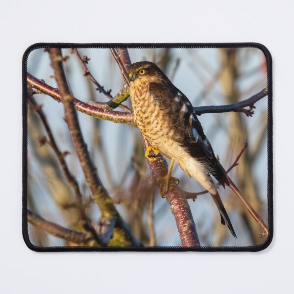 Item preview, Eurasian Sparrowhawk designed and sold by UKMatt2000.