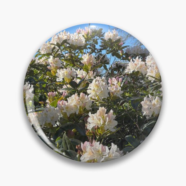 Item preview, White Rhododendron Blossom in Spring Sunshine designed and sold by Violaman.