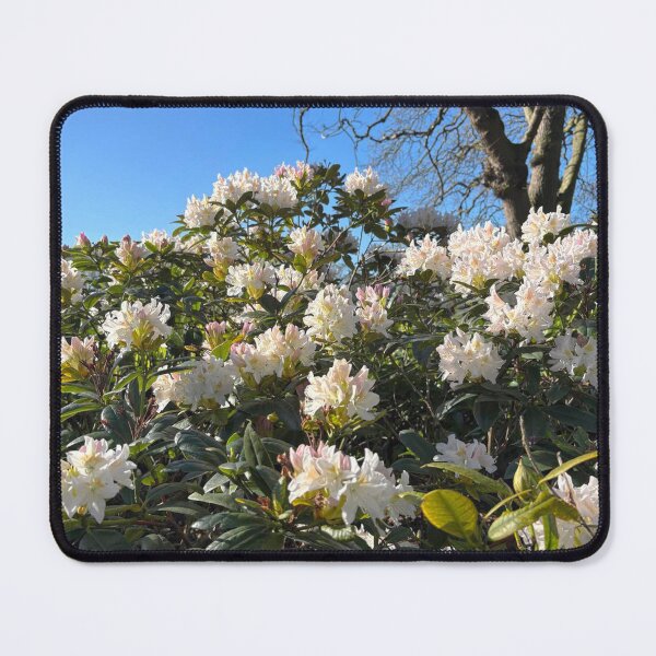 Item preview, White Rhododendron Blossom in Spring Sunshine designed and sold by Violaman.