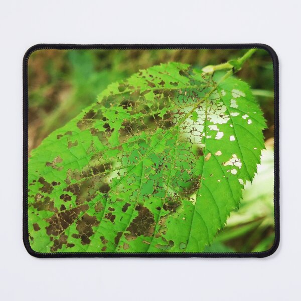 Item preview, Green Leaf Skeleton Botanical Nature Photo designed and sold by Kainicram.
