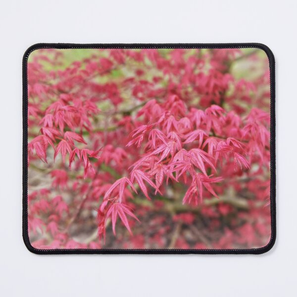 Item preview, Beautiful red leaves of maple tree designed and sold by AsahiNoAme.