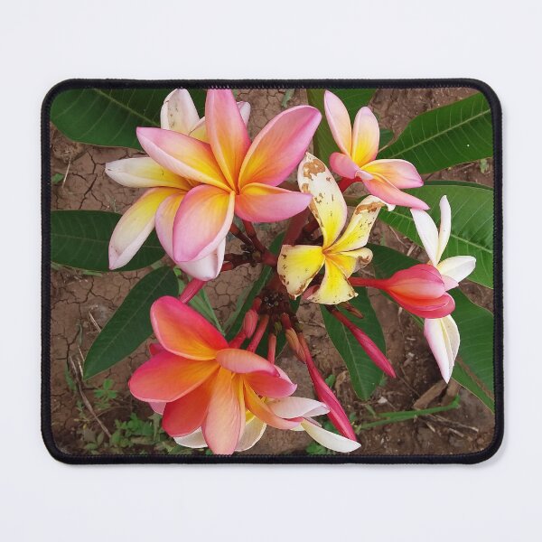 Item preview, Franchipanchi in bloom designed and sold by Farbfroh.