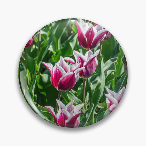 Item preview, Claudia Lily-Flowering Tulip designed and sold by JLW Photos.