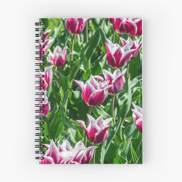 Item preview, Claudia Lily-Flowering Tulip designed and sold by JLW Photos.