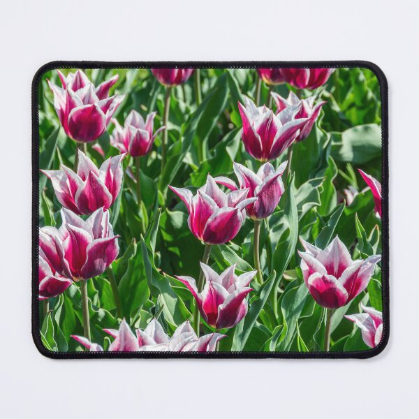 Item preview, Claudia Lily-Flowering Tulip designed and sold by JLW Photos.