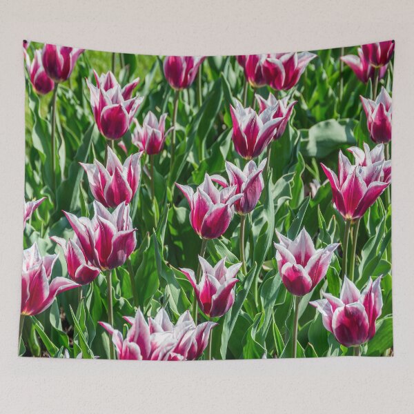 Item preview, Claudia Lily-Flowering Tulip designed and sold by JLW Photos.