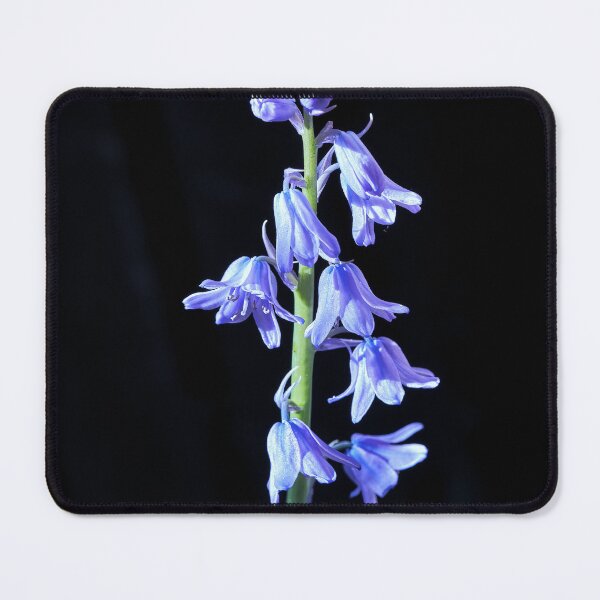 Item preview, Bluebell macro designed and sold by Tom McPherson Photography.