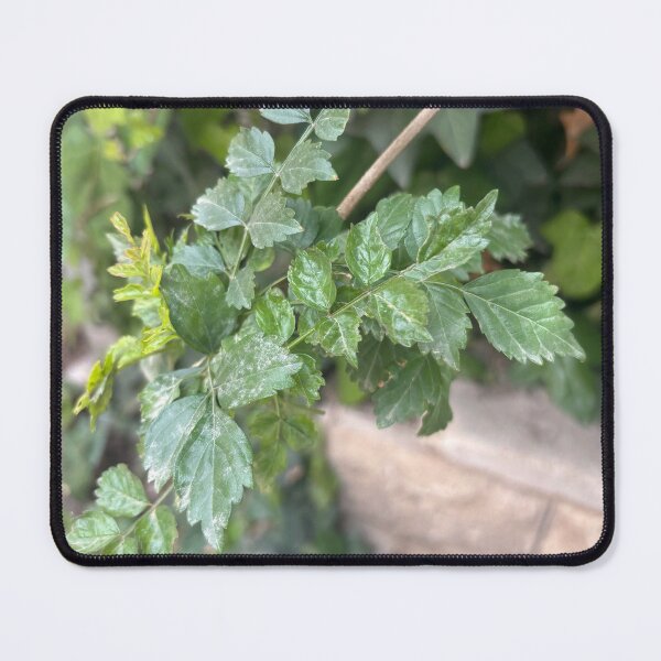 Item preview, Very Leafy designed and sold by 55synonyms.