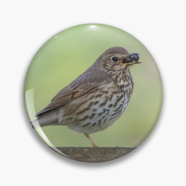 Item preview, Song Thrush designed and sold by LaurenTucker.