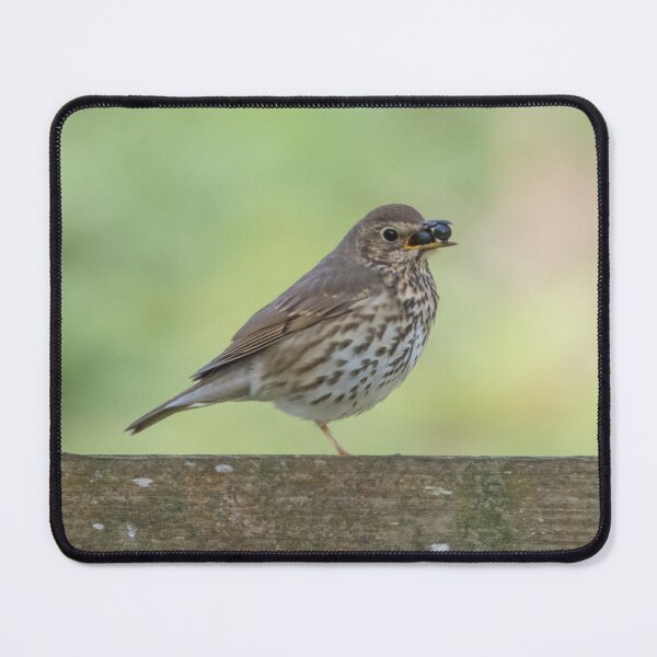 Item preview, Song Thrush designed and sold by LaurenTucker.