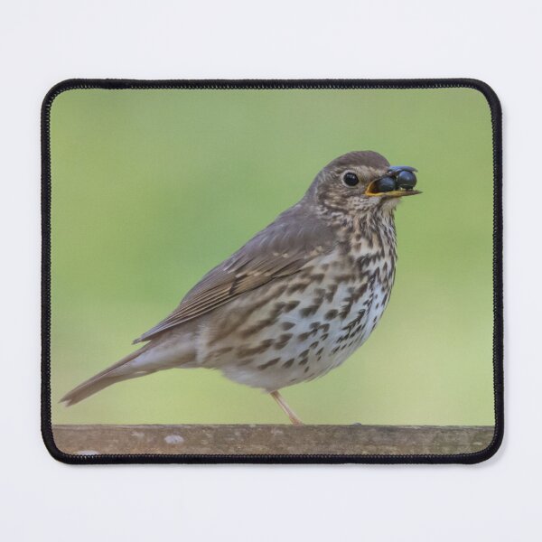 Item preview, Song Thrush designed and sold by LaurenTucker.