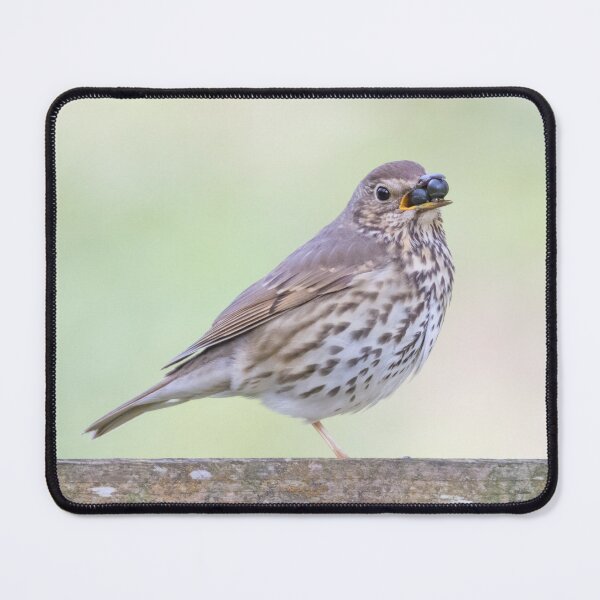 Item preview, Song Thrush designed and sold by LaurenTucker.