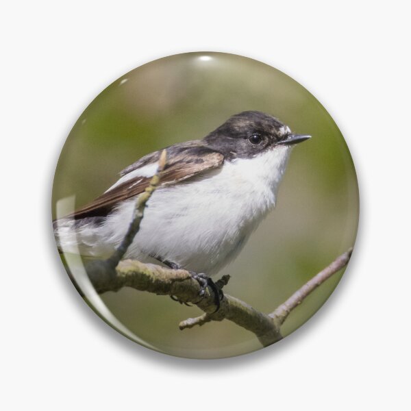 Item preview, European Pied Flycatcher designed and sold by LaurenTucker.