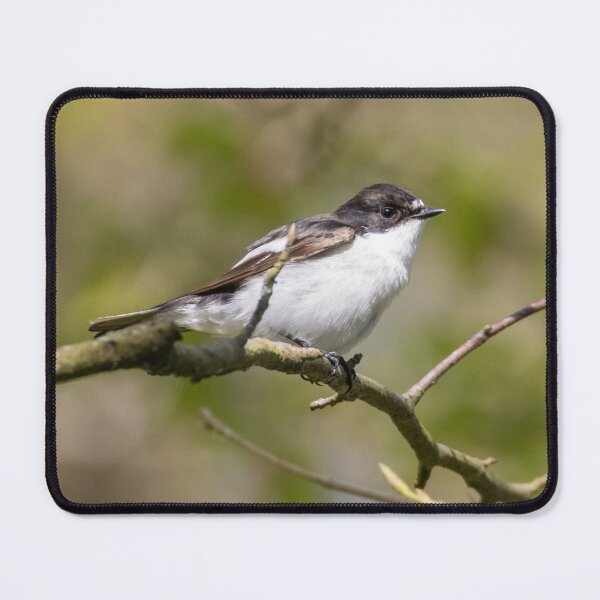 Item preview, European Pied Flycatcher designed and sold by LaurenTucker.