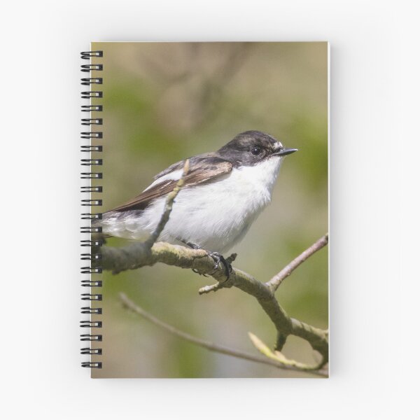Item preview, European Pied Flycatcher designed and sold by LaurenTucker.