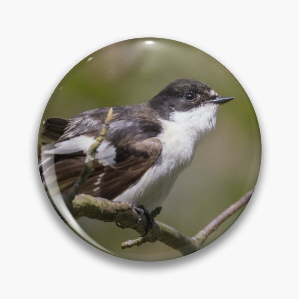 Item preview, European Pied Flycatcher designed and sold by LaurenTucker.