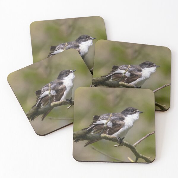 Item preview, European Pied Flycatcher designed and sold by LaurenTucker.