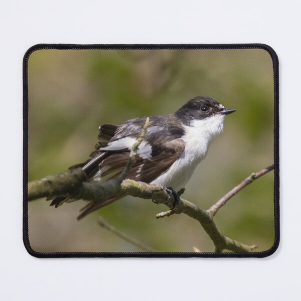 Item preview, European Pied Flycatcher designed and sold by LaurenTucker.