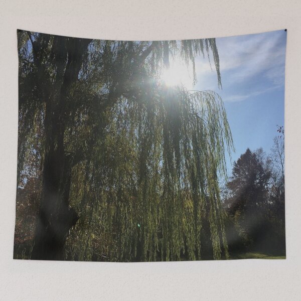 Item preview, Willow tree sunshine, REAL photograph  designed and sold by GiSilver.