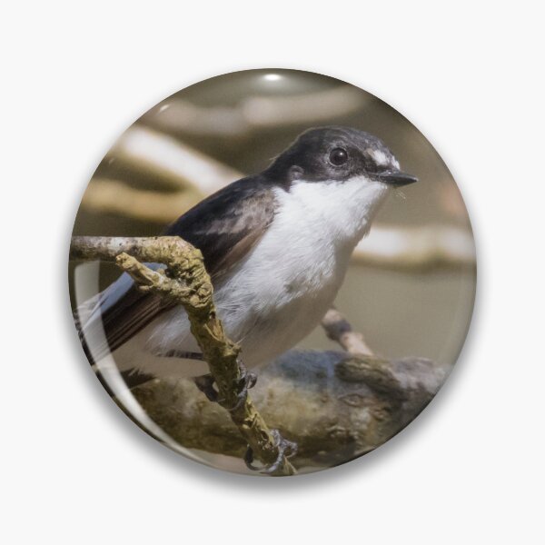 Item preview, European Pied Flycatcher designed and sold by LaurenTucker.