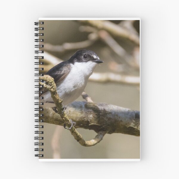 Item preview, European Pied Flycatcher designed and sold by LaurenTucker.