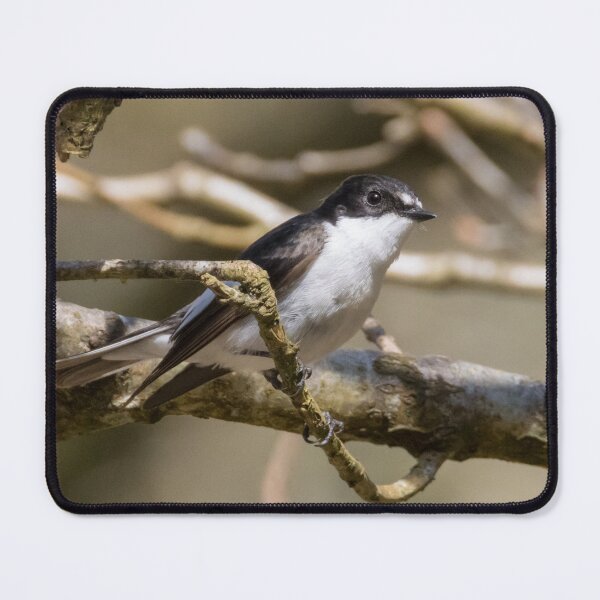 Item preview, European Pied Flycatcher designed and sold by LaurenTucker.