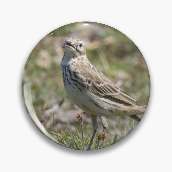 Item preview, Tree Pipit designed and sold by LaurenTucker.