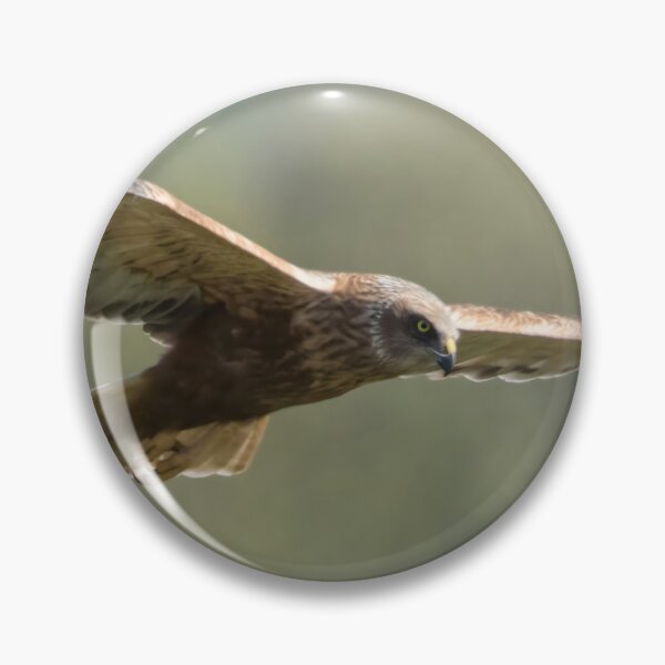 Item preview, Western Marsh Harrier designed and sold by LaurenTucker.