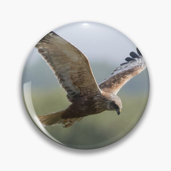 Item preview, Western Marsh Harrier designed and sold by LaurenTucker.