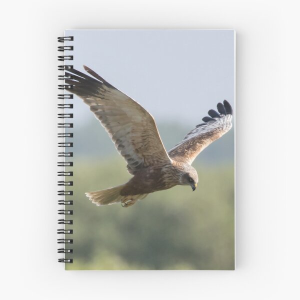 Item preview, Western Marsh Harrier designed and sold by LaurenTucker.