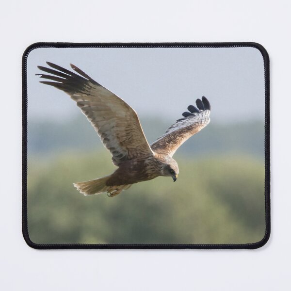 Item preview, Western Marsh Harrier designed and sold by LaurenTucker.