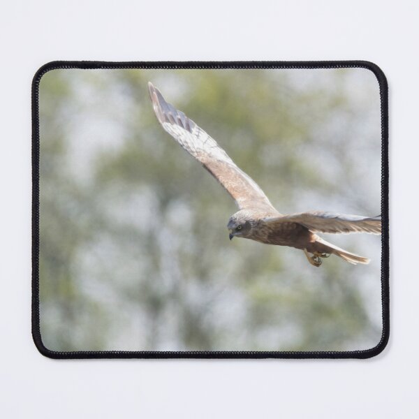 Item preview, Western Marsh Harrier designed and sold by LaurenTucker.