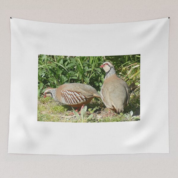 Item preview, Red-legged Partridges designed and sold by Chris Petty.