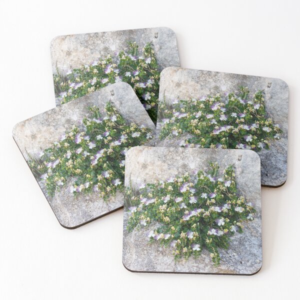 Item preview, Caper Bush With White And Purple Flowers Growing On Rocky Limestone Cliff In Mediterranean Landscape designed and sold by Nmallia.