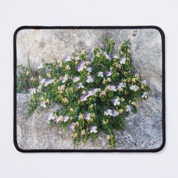 Item preview, Caper Bush With White And Purple Flowers Growing On Rocky Limestone Cliff In Mediterranean Landscape designed and sold by Nmallia.